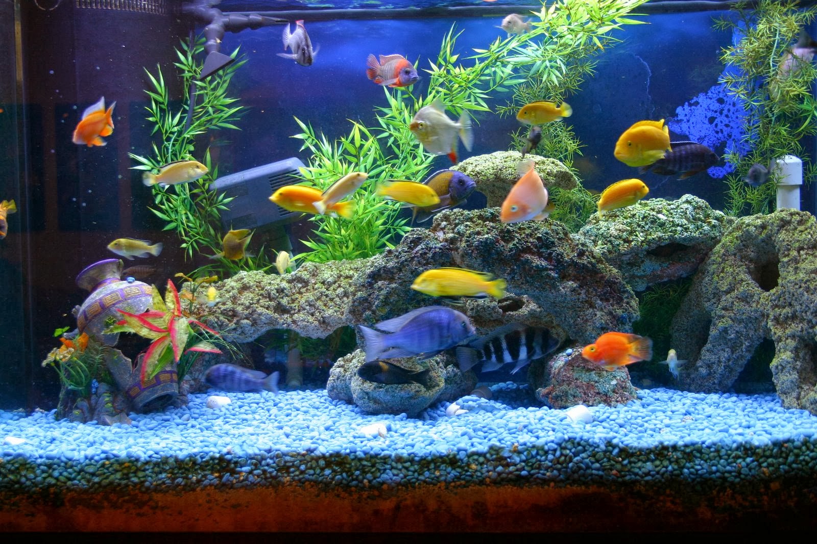 Myths about keeping an aquarium at home