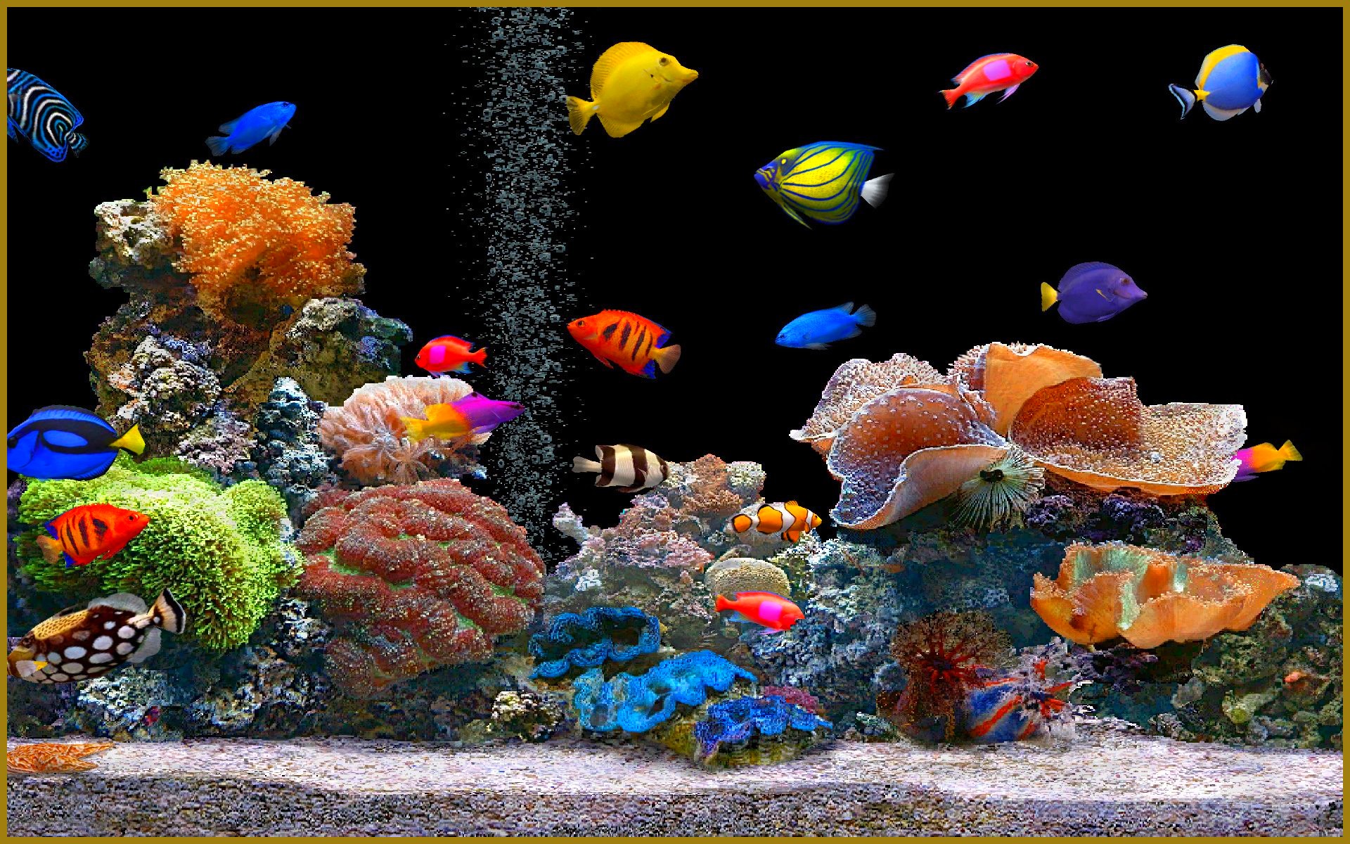 Myths about keeping an aquarium at home