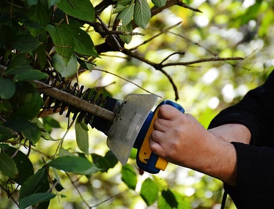 4 Top Tips for Safe and Efficient Hedge Removal
