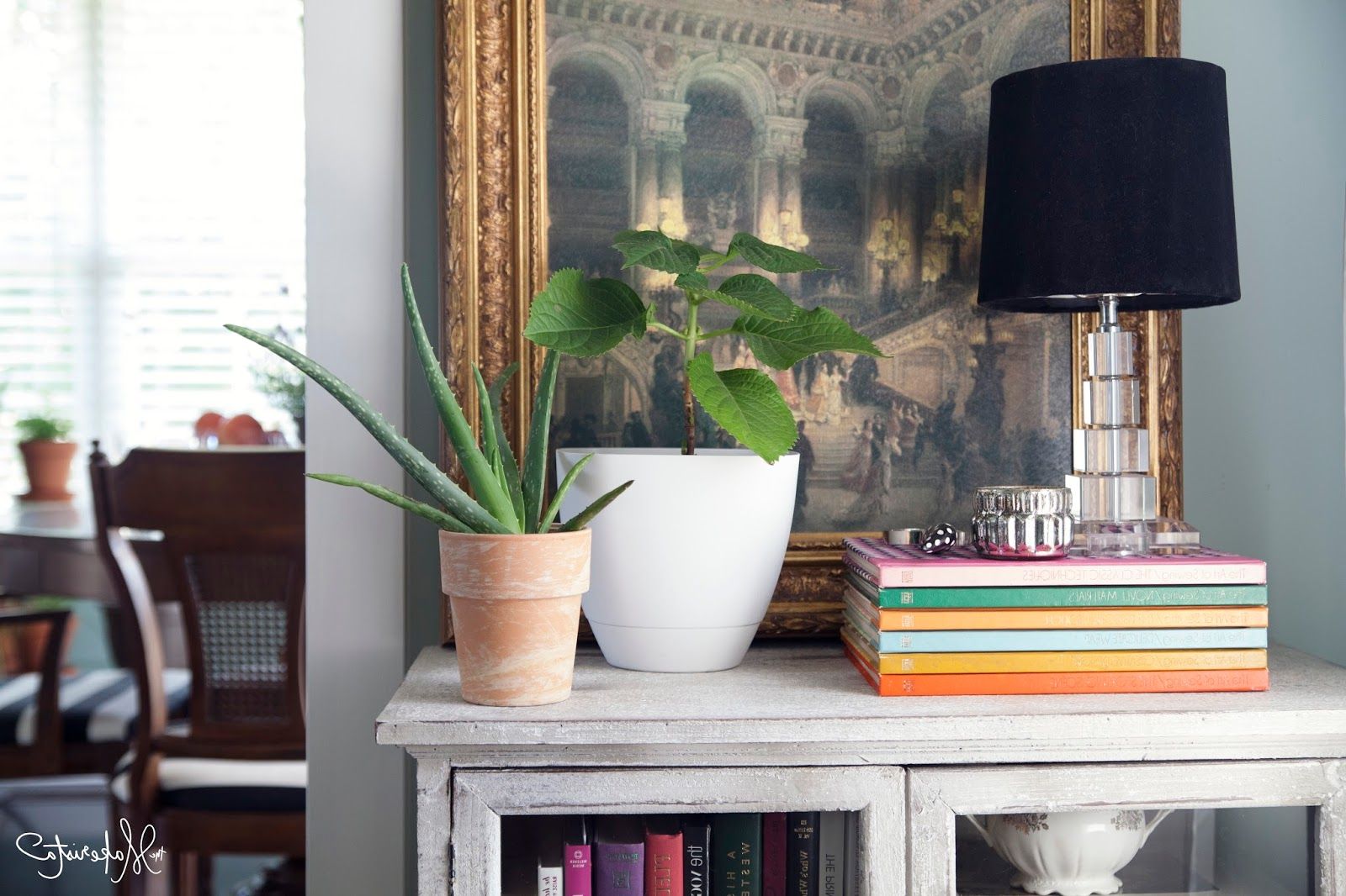 aloe vera living room