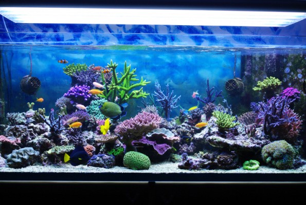 Myths about keeping an aquarium at home