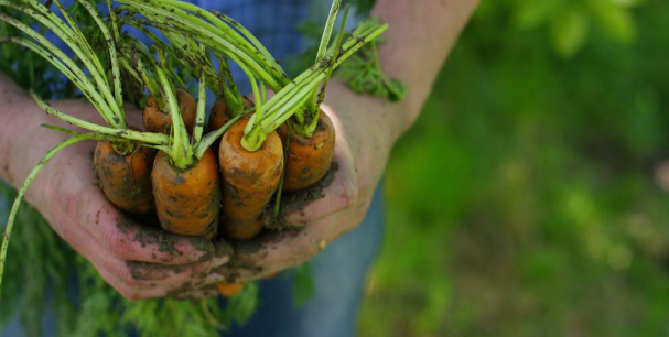 5 Tips for Helping Your Garden and Yourself Flourish This Summer