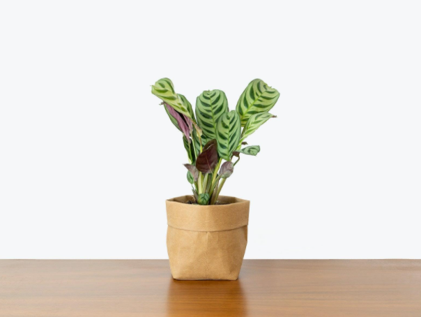 Plant Delivery Online: 5 Things To Consider When Choosing Companies