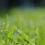 Why Contract A Local Lawn Care Company