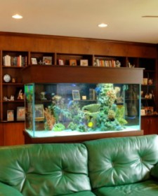 Amazing Home Aquariums Design Ideas