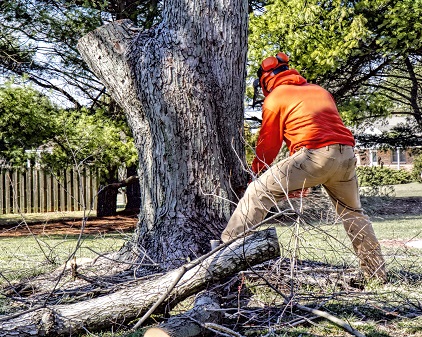 Professional landscaper using chainsaws to cut away at large limbs and branches of tree in preparation of removal
