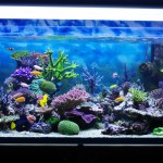 Myths about keeping an aquarium at home