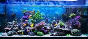 Aquarium-corals-reef