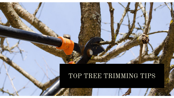 Top tree trimming tips