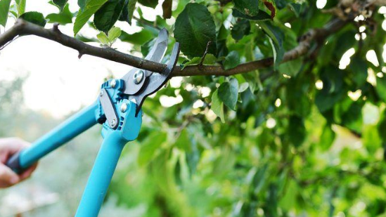 How to Prune Trees: Your Guide to Awesomeness