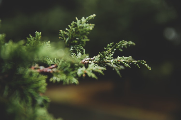 Deploying Evergreens As Stylish Outdoors Talking Points