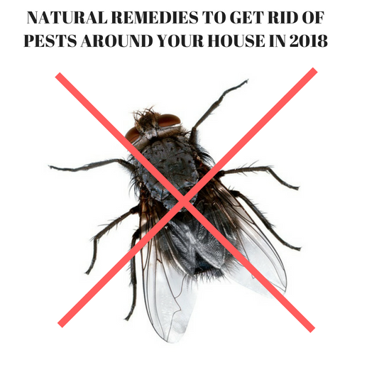 NATURAL REMEDIES TO GET RID OF PESTS AROUND YOUR HOUSE IN 2018