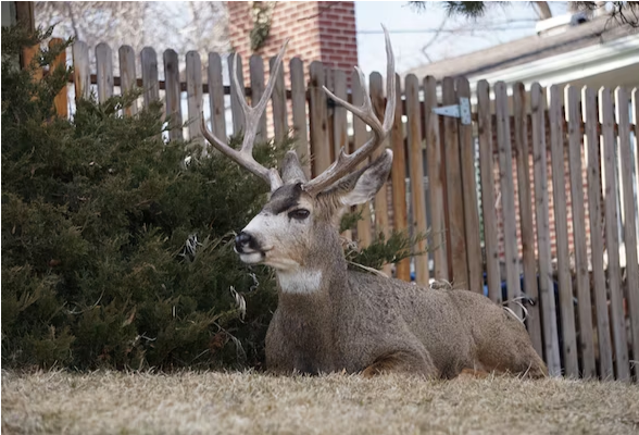 Building a Fence that Keeps Deer Out of Your Garden